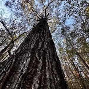 Photo #23 of SOLD property in Off Ronald Tharrington Rd, Louisburg, NC 35.4 acres