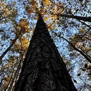 Photo #27 of SOLD property in Off Ronald Tharrington Rd, Louisburg, NC 35.4 acres