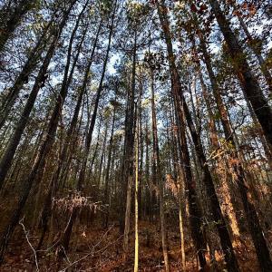 Photo #29 of SOLD property in Off Ronald Tharrington Rd, Louisburg, NC 35.4 acres