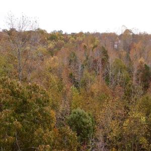 Photo #10 of Off Swing Dairg Road, Lexington, NC 27.1 acres