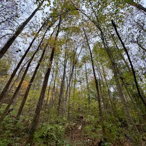Photo #14 of Off Swing Dairg Road, Lexington, NC 27.1 acres