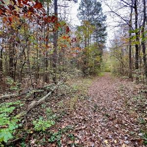 Photo #16 of Off Swing Dairg Road, Lexington, NC 27.1 acres