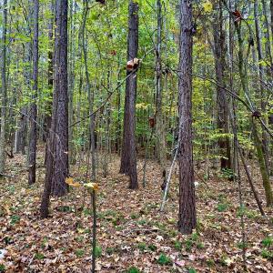 Photo #22 of Off Swing Dairg Road, Lexington, NC 27.1 acres