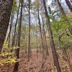 Photo #23 of Off Swing Dairg Road, Lexington, NC 27.1 acres