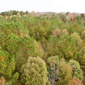 Photo #27 of Off Swing Dairg Road, Lexington, NC 27.1 acres
