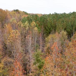 Photo #29 of Off Swing Dairg Road, Lexington, NC 27.1 acres
