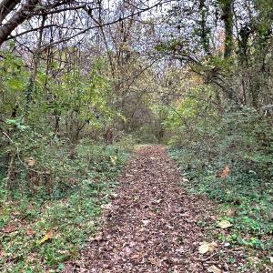 Photo #40 of Off Swing Dairg Road, Lexington, NC 27.1 acres
