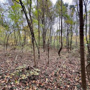 Photo #48 of Off Swing Dairg Road, Lexington, NC 27.1 acres