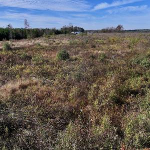 Photo #10 of SOLD property in Off High Level Rd, Pinetops, NC 17.6 acres
