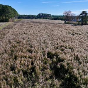 Photo #14 of SOLD property in Off High Level Rd, Pinetops, NC 17.6 acres