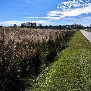 Photo #20 of SOLD property in Off High Level Rd, Pinetops, NC 17.6 acres