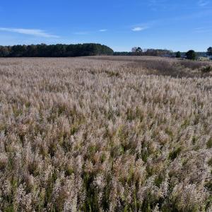 Photo #23 of SOLD property in Off High Level Rd, Pinetops, NC 17.6 acres