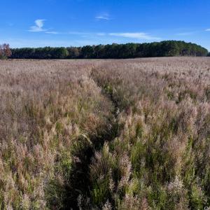 Photo #25 of SOLD property in Off High Level Rd, Pinetops, NC 17.6 acres