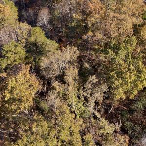 Photo #2 of SOLD property in 124 Monroe Court, Troy, NC 0.6 acres