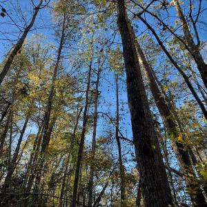 Photo #24 of SOLD property in 124 Monroe Court, Troy, NC 0.6 acres