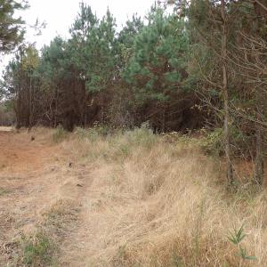 Photo #24 of 750 Sumner Road, Pink Hill, NC 230.0 acres