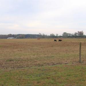 Photo #29 of 750 Sumner Road, Pink Hill, NC 230.0 acres