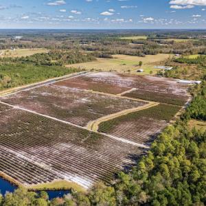 Photo #31 of 750 Sumner Road, Pink Hill, NC 230.0 acres