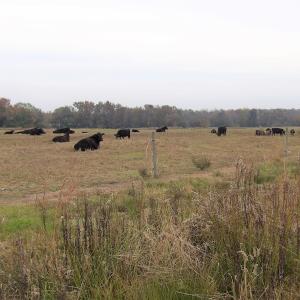 Photo #35 of 750 Sumner Road, Pink Hill, NC 230.0 acres