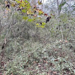 Photo #18 of SOLD property in 2574 Laurinburg Rd, Raeford, NC 2.5 acres