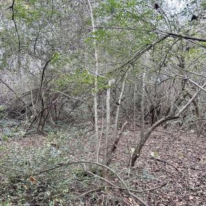 Photo #19 of SOLD property in 2574 Laurinburg Rd, Raeford, NC 2.5 acres