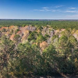 Photo #19 of Off 2870 Wilmington Hwy, Willard, NC 7.0 acres