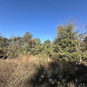 Photo #30 of SOLD property in Off County Line Rd, La Grange, NC 1.3 acres