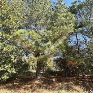 Photo #32 of SOLD property in Off County Line Rd, La Grange, NC 1.3 acres