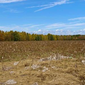 Photo #11 of SOLD property in Off Hwy 561, Halifax, NC 557.1 acres