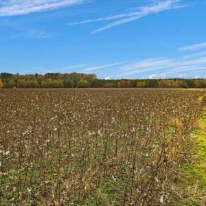 Photo #14 of SOLD property in Off Hwy 561, Halifax, NC 557.1 acres