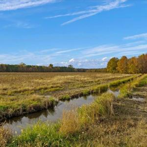 Photo #16 of SOLD property in Off Hwy 561, Halifax, NC 557.1 acres