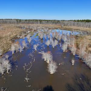 Photo #28 of SOLD property in Off Hwy 561, Halifax, NC 557.1 acres