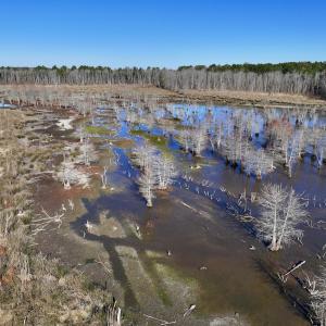 Photo #29 of SOLD property in Off Hwy 561, Halifax, NC 557.1 acres