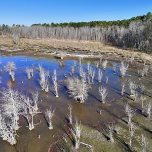 Photo #30 of SOLD property in Off Hwy 561, Halifax, NC 557.1 acres