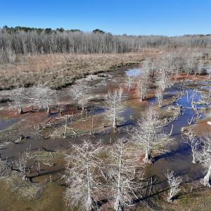 Photo #31 of SOLD property in Off Hwy 561, Halifax, NC 557.1 acres