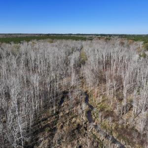 Photo #33 of SOLD property in Off Hwy 561, Halifax, NC 557.1 acres