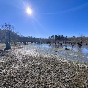 Photo #38 of SOLD property in Off Hwy 561, Halifax, NC 557.1 acres