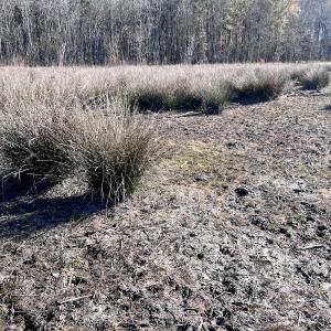 Photo #39 of SOLD property in Off Hwy 561, Halifax, NC 557.1 acres