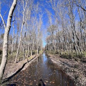 Photo #40 of SOLD property in Off Hwy 561, Halifax, NC 557.1 acres