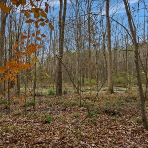 Photo #46 of SOLD property in Off Hwy 561, Halifax, NC 557.1 acres