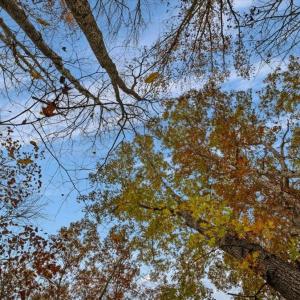 Photo #47 of SOLD property in Off Hwy 561, Halifax, NC 557.1 acres