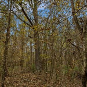 Photo #50 of SOLD property in Off Hwy 561, Halifax, NC 557.1 acres