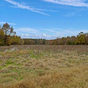 Photo #51 of SOLD property in Off Hwy 561, Halifax, NC 557.1 acres