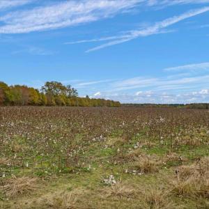 Photo #52 of SOLD property in Off Hwy 561, Halifax, NC 557.1 acres