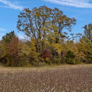 Photo #54 of SOLD property in Off Hwy 561, Halifax, NC 557.1 acres