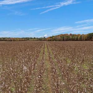 Photo #55 of SOLD property in Off Hwy 561, Halifax, NC 557.1 acres