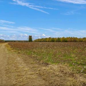 Photo #7 of SOLD property in Off Hwy 561, Halifax, NC 557.1 acres