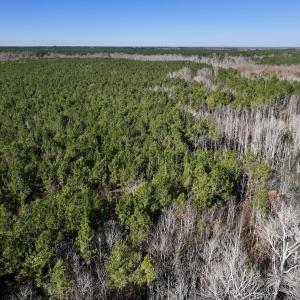 Photo #64 of SOLD property in Off Hwy 561, Halifax, NC 557.1 acres