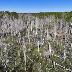 Photo #65 of SOLD property in Off Hwy 561, Halifax, NC 557.1 acres