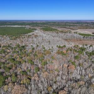 Photo #71 of SOLD property in Off Hwy 561, Halifax, NC 557.1 acres